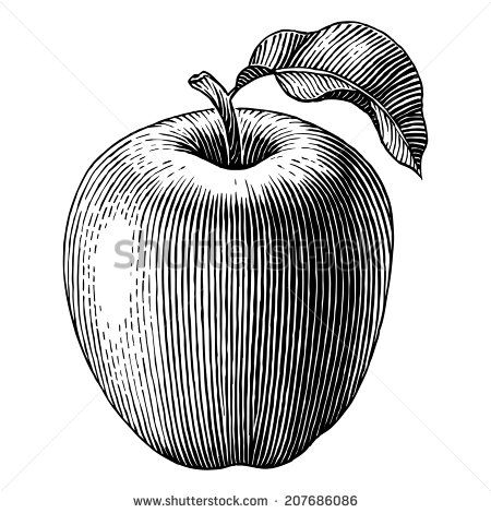 450x470 Engraved Illustration Of An Apple. Vector