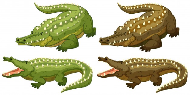 626x314 Crocodile Vectors, Photos And Psd Files Free Download