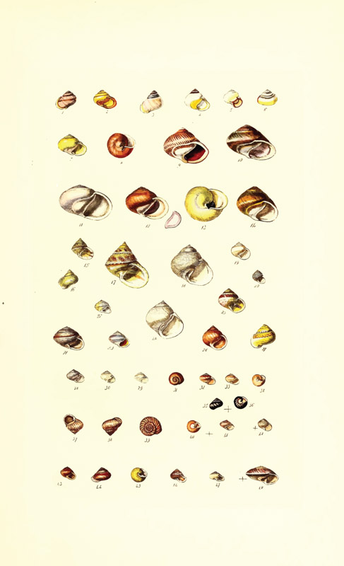 487x800 Vector Rebuilds Of Thesaurus Conchyliorum Monographs Of Genera Of