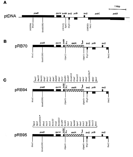 560x665 Figure 1 Construction Of Chloroplast Transformation Vectors