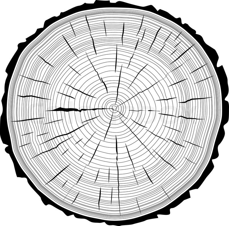 800x790 Tree Rings Saw Cut Tree Trunk Background. Vector Illustration