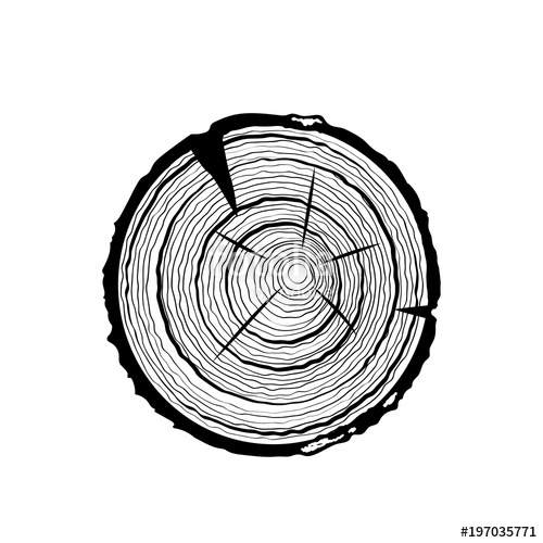 500x500 Vector Tree Rings. Saw Cut Tree Trunk. Vector Illustration. Stock