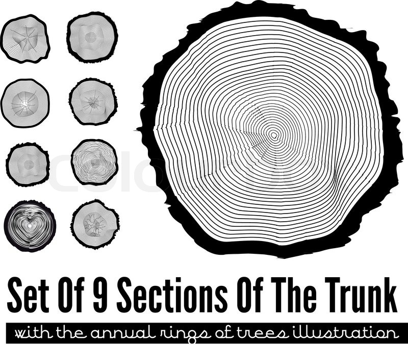 800x677 Set Of 9 Cross Section Of The Trunk With Tree Rings, Vector