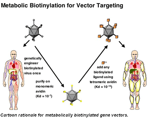486x390 Metabolic Biotinylation