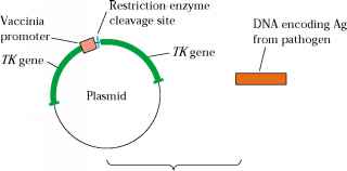 320x158 Recombinant Vector Vaccines