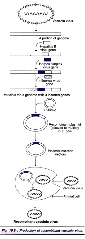 275x765 Types Of Recombinant Vaccines 3 Types