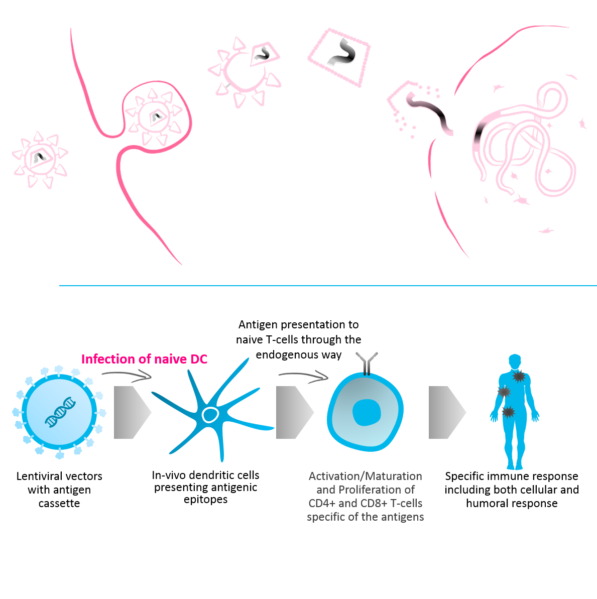 1189x1193 Viral Vectors Vaccine