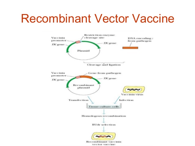 638x479 Vaccine