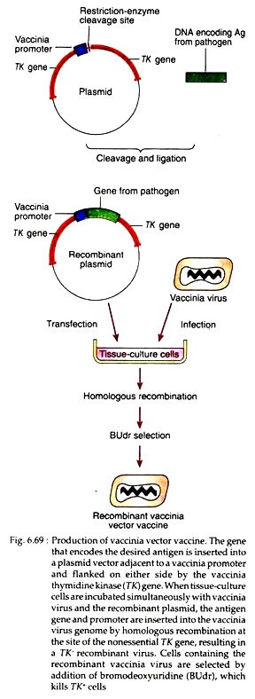 288x788 How To Design Vaccines Biology
