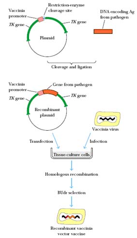 283x492 Immunization