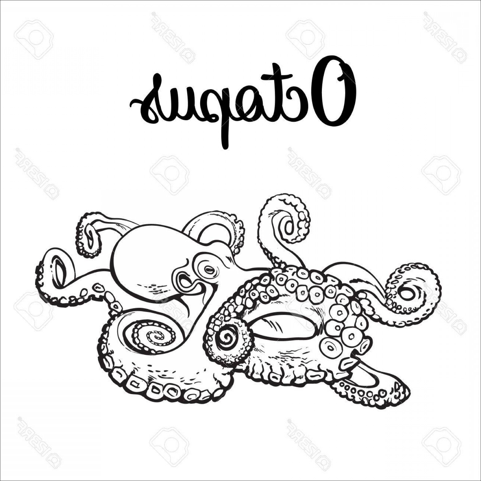 1560x1560 Photostock Vector Live Octopus Sketch Style Vector Illustration