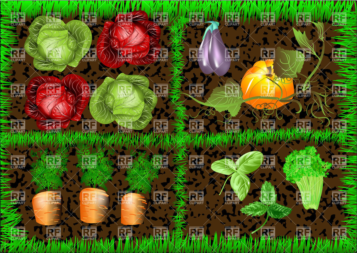 1200x850 Vegetable Garden Vector Image Vector Artwork Of Food And