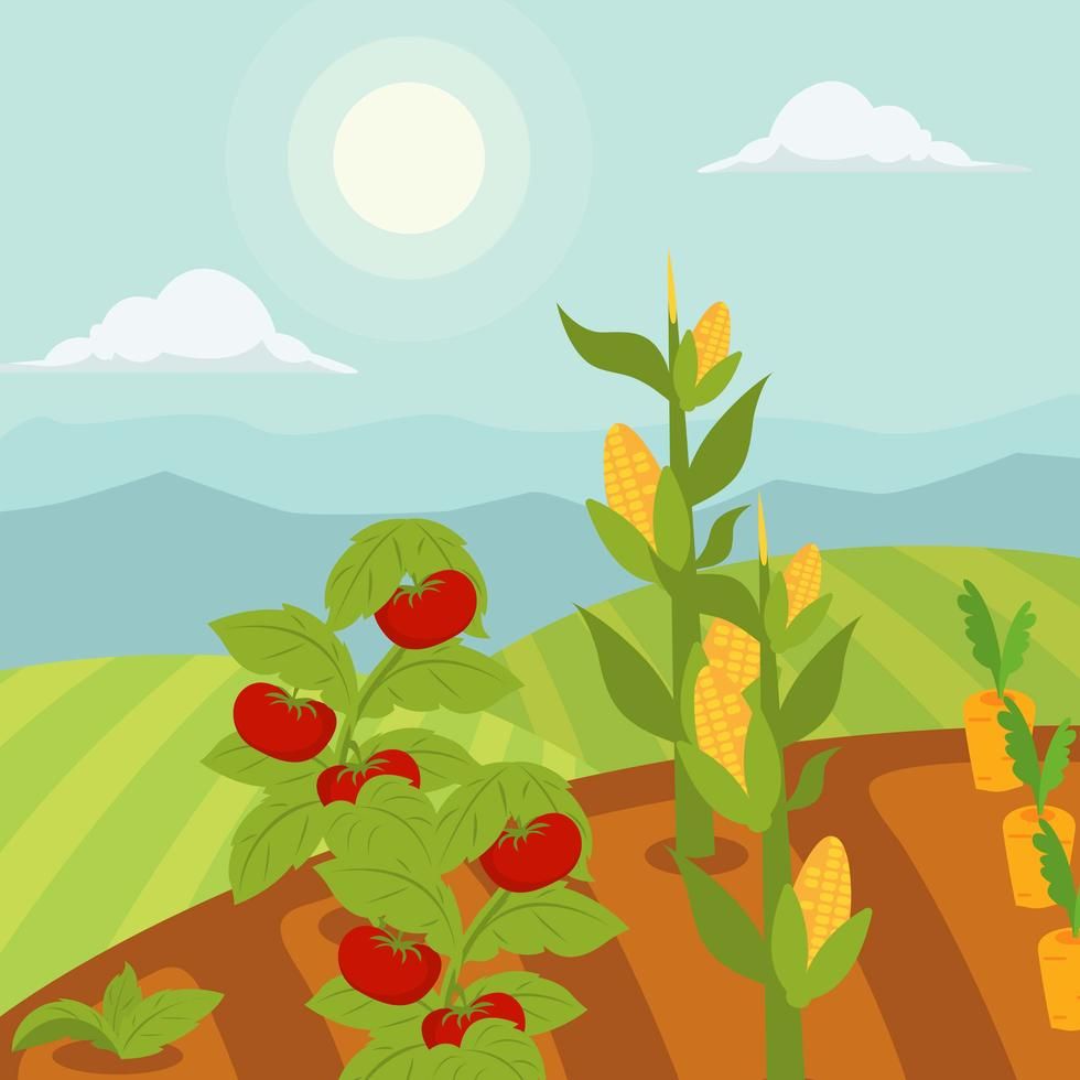 980x980 Vegetable Garden Vector Illustration In 2018