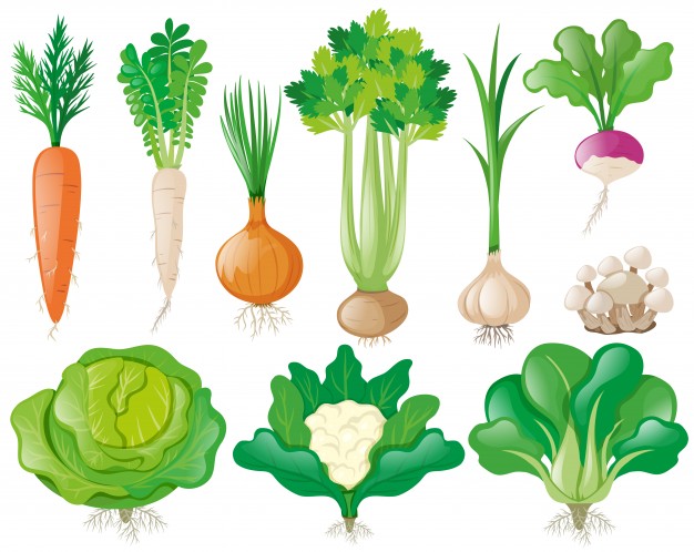 626x498 Vegetables Vectors, Photos And Psd Files Free Download