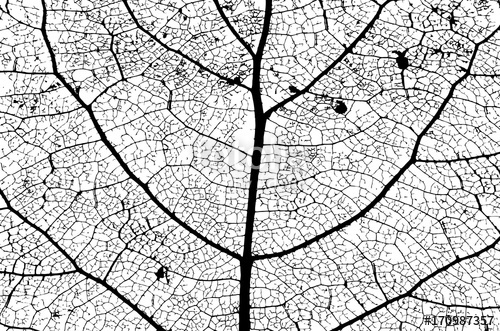 500x331 Leaf Structure Skeleton With Veins