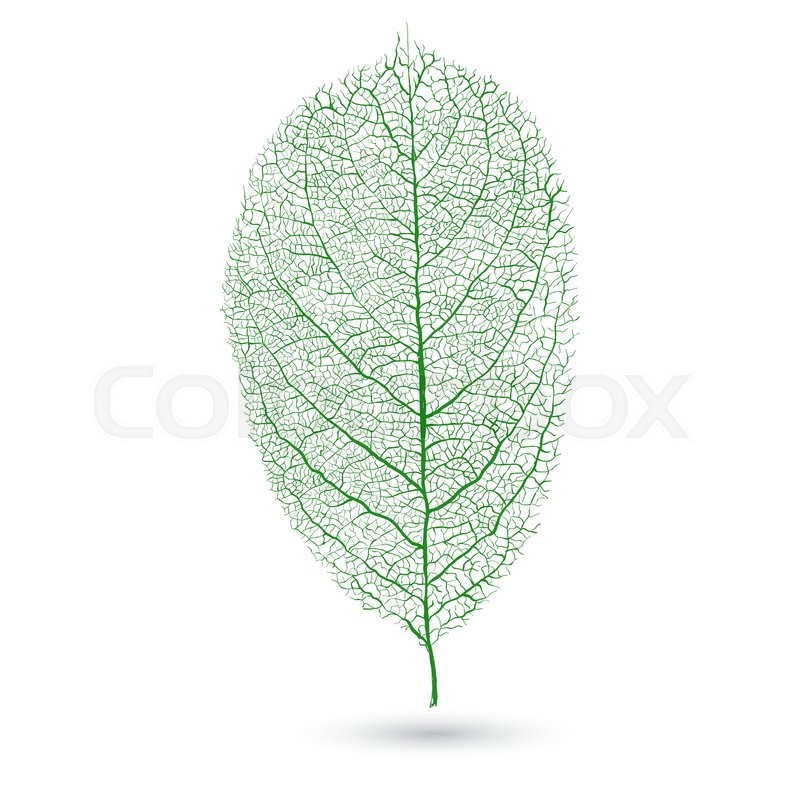 800x800 Natural Green Leaf With Veins,transparent Green Leaf On A White