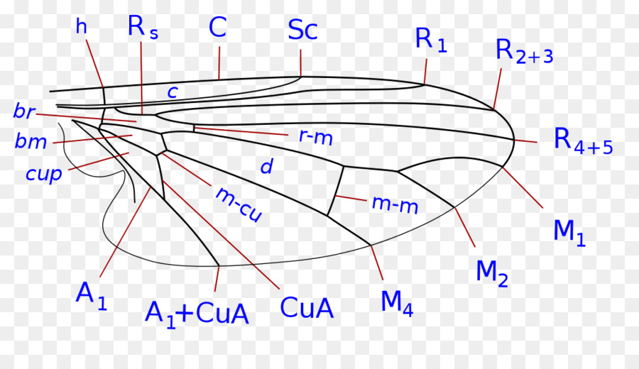 900x520 Platypezidae Lindneromyia Xylophagidae Sciomyzidae Picture Winged