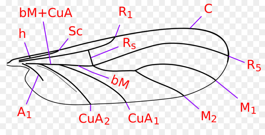 900x460 Rangomarama Scalable Vector Graphics Clip Art Ohakuneinae