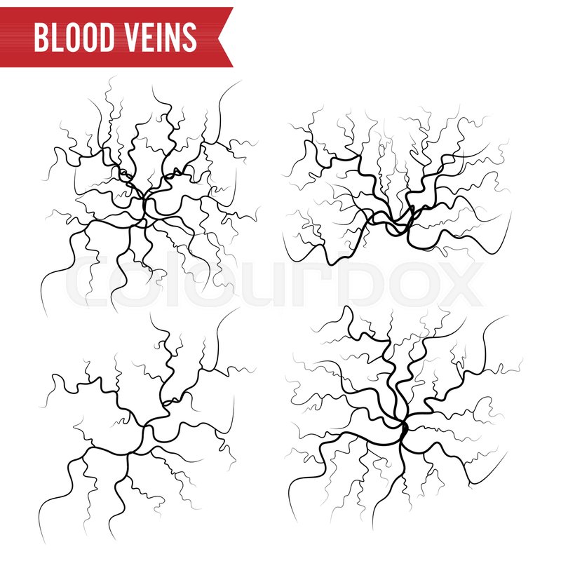 800x800 Human Blood Veins Vector. Blood Arteries Isolated On White. Set Of