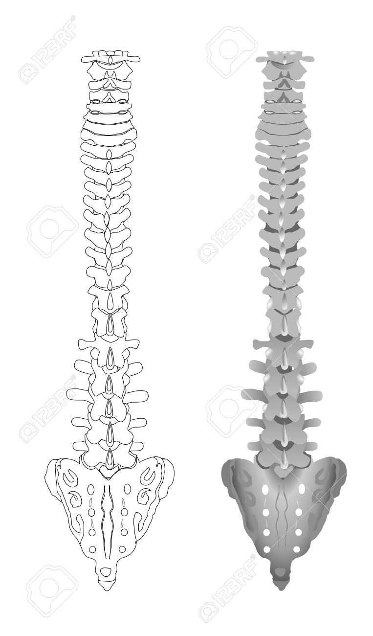 763x1300 Collection Of Drawing Of Human Spine High Quality, Free
