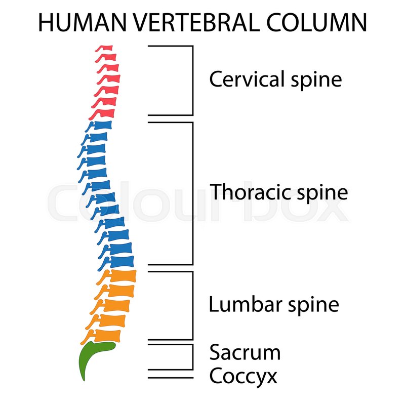 800x800 Diagram Of A Human Spine With Names Of All Sections Of The
