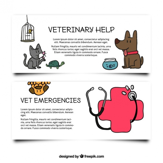 626x626 Vet Vectors, Photos And Psd Files Free Download