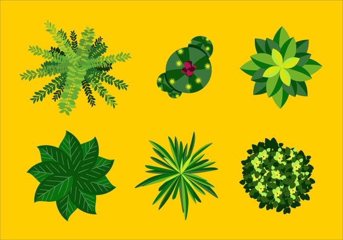 700x490 Vector Plant Top View