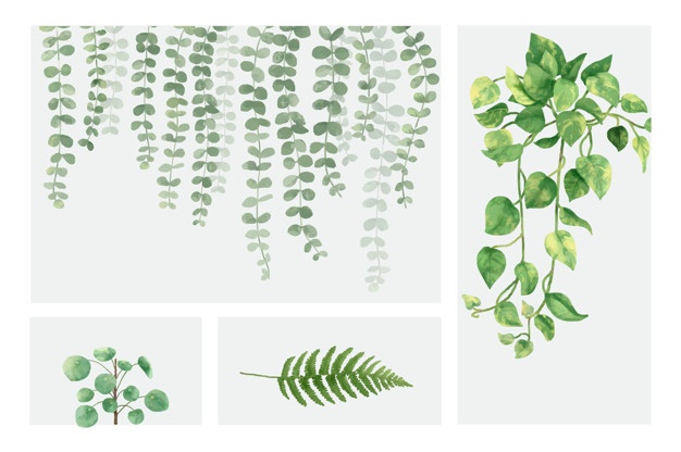 626x416 Vine Vectors, Photos And Psd Files Free Download