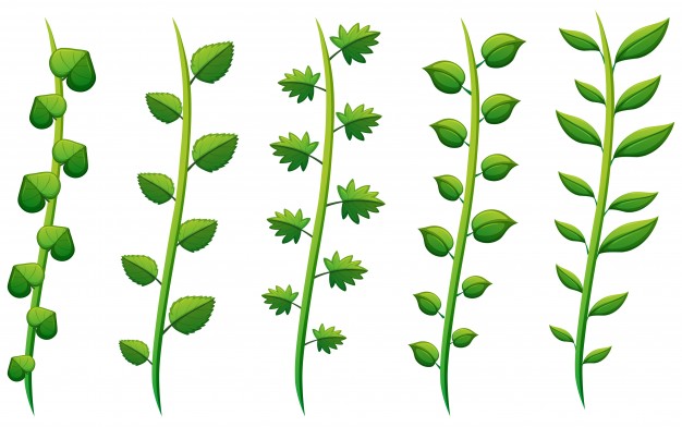 626x392 Seamless Pattern Of Vine Vector Premium Download