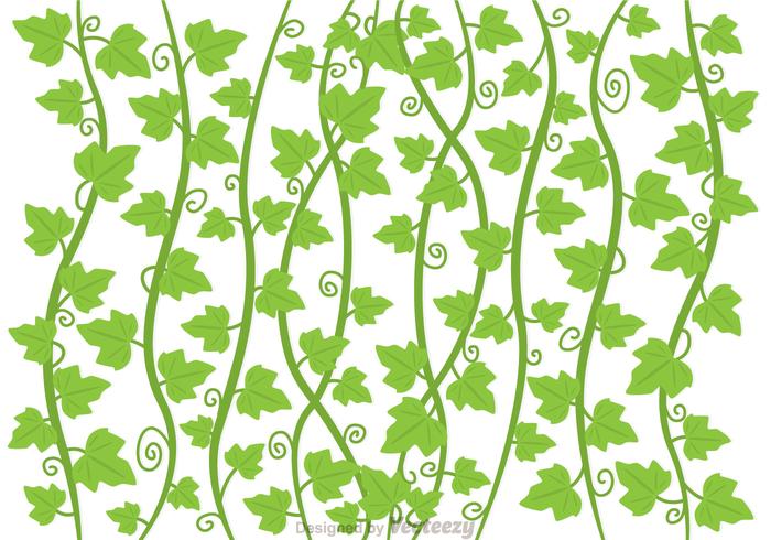 700x490 Ivy Vine Vector