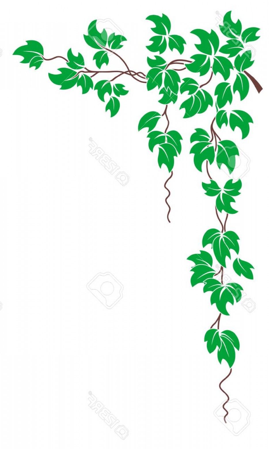 934x1560 Photostock Vector Vector Floral Pattern A Branch Of The Vine With