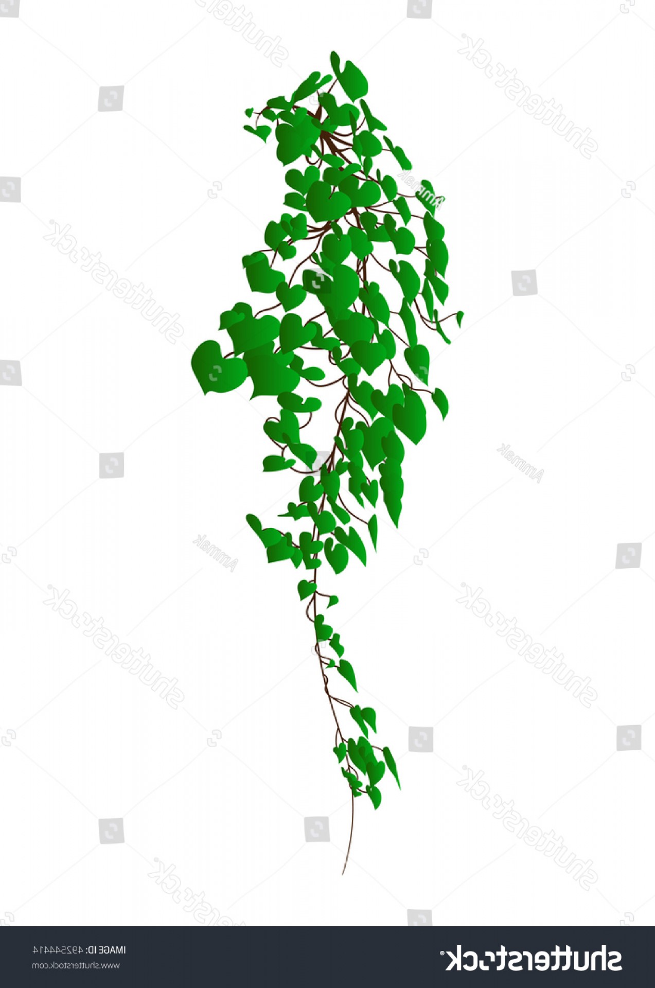 1273x1920 Vine Vector Plant Ivy Isolated On Createmepink