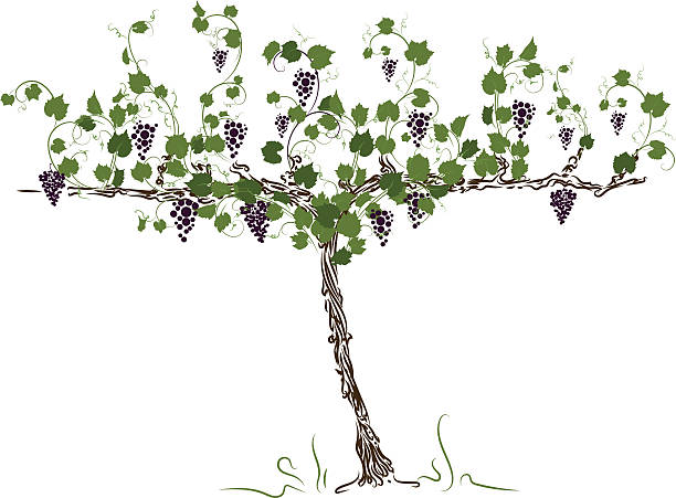 612x451 Vine On Tree Clipart Amp Vine On Tree Clip Art Images