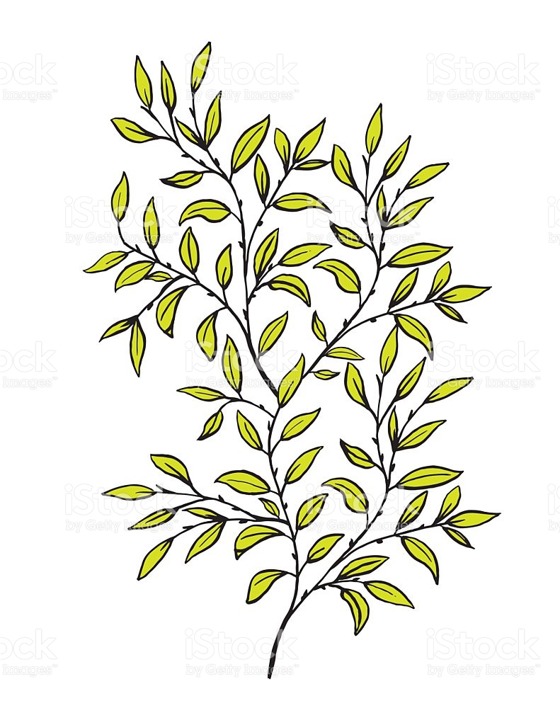 791x1024 Drawn Vine Vector 3474617