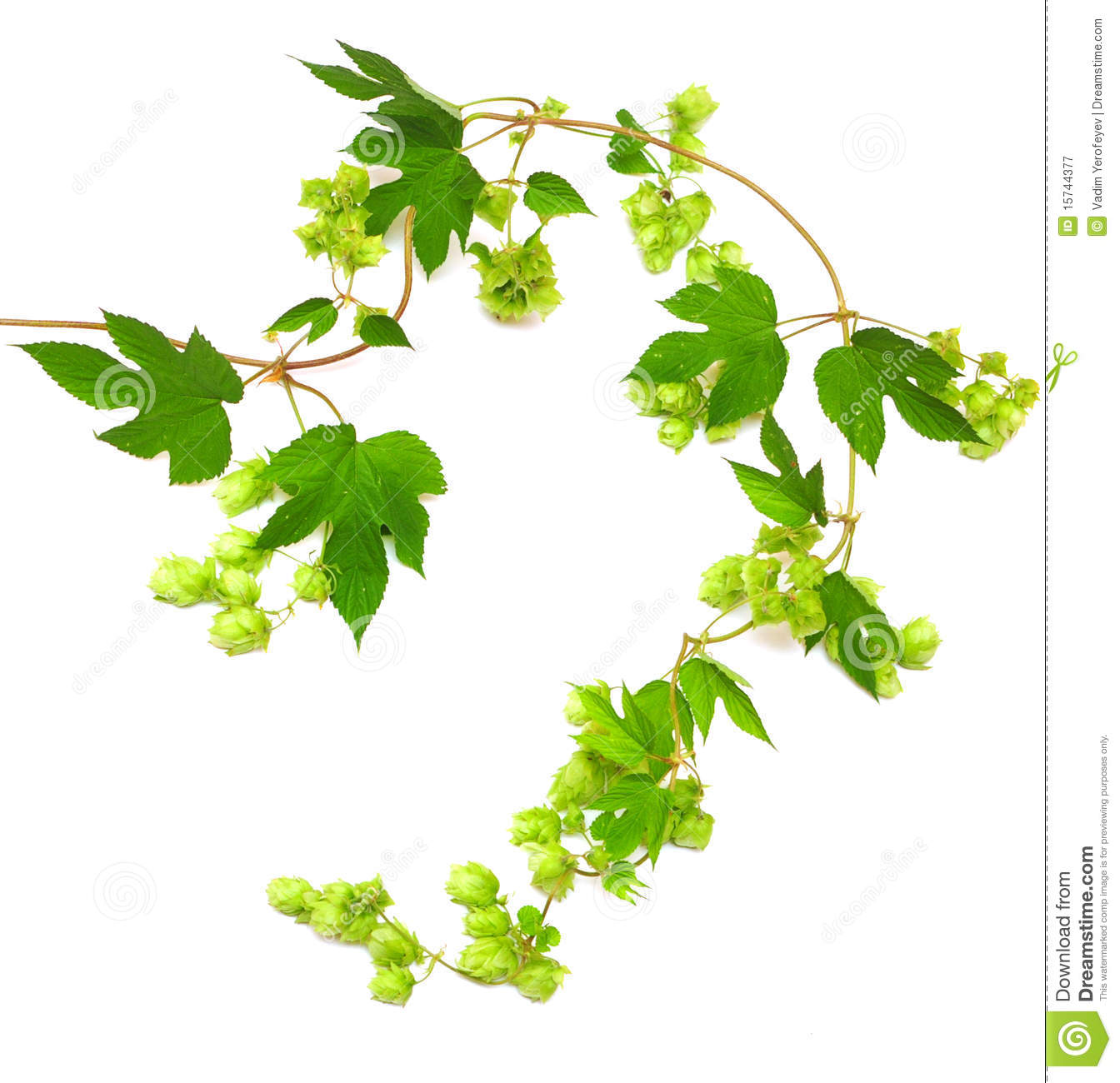 1344x1300 Hop Clipart Hop Vine
