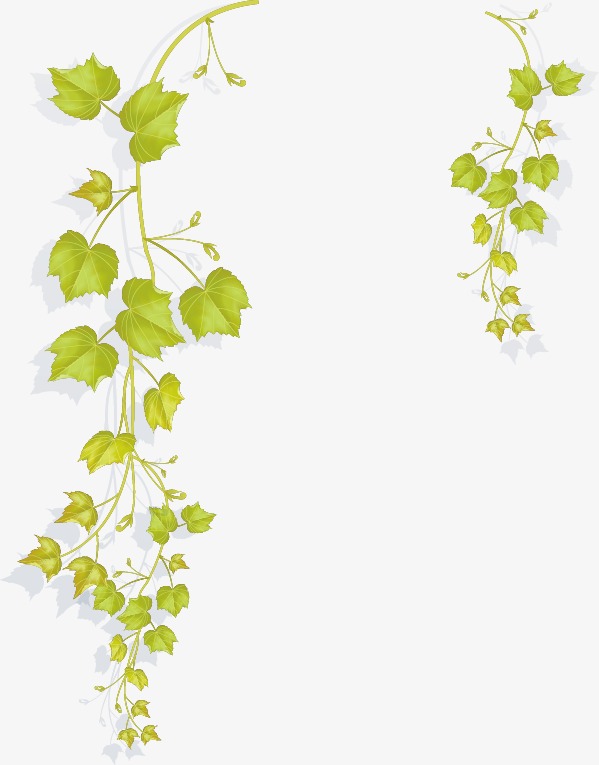 599x765 Vine And Branches Png Transparent Vine And Branches.png Images
