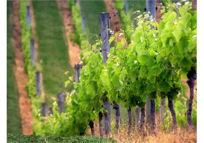 700x490 Vineyard Free Vector Art
