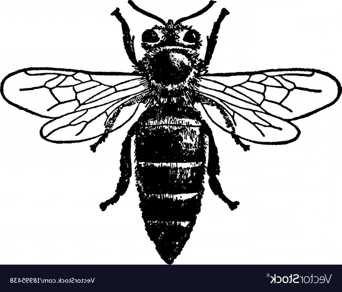 1200x1023 Queen Honey Bee Vintage Vector Geekchicpro
