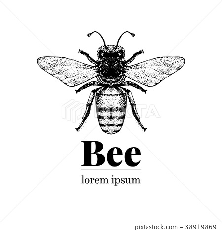 450x468 Vector Hand Drawn Bee Illustration. Vintage Style