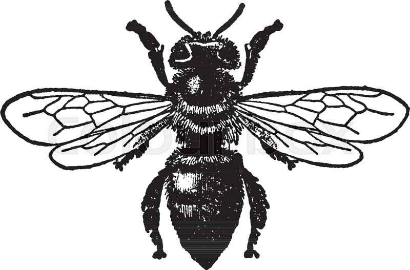 800x527 Worker Honey Bee Are A Subset Of Bees, Vintage Line Drawing Or