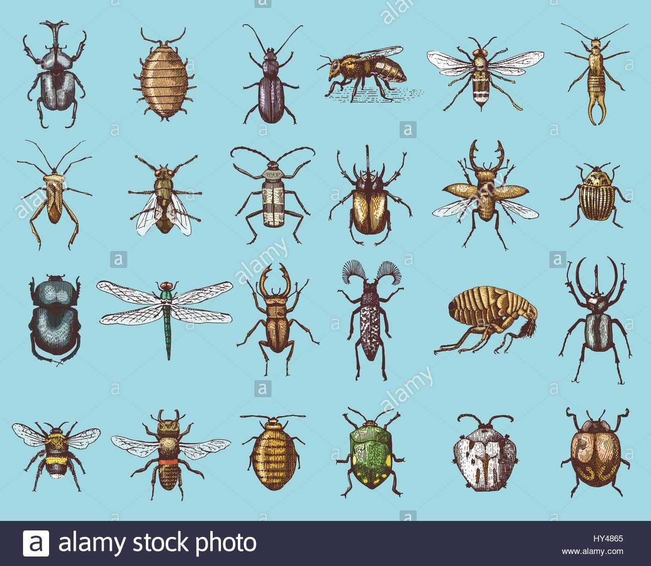 1300x1130 Bildergebnis Vintage Bee Vector Honigetiketten