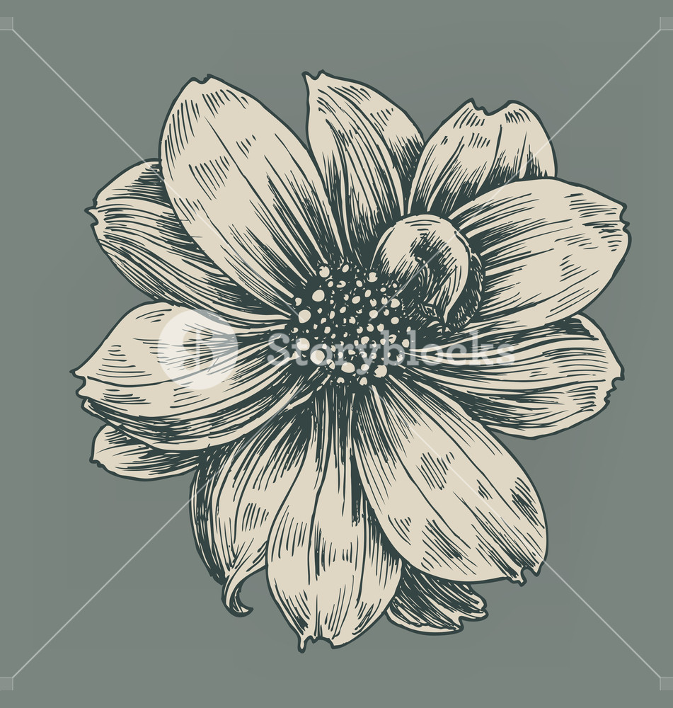 951x1000 Vintage Flower Vector Illustration Royalty Free Stock Image
