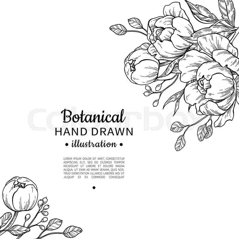 800x800 Vintage Flower Vector Frame Drawing. Peony, Rose, Leaves And Berry