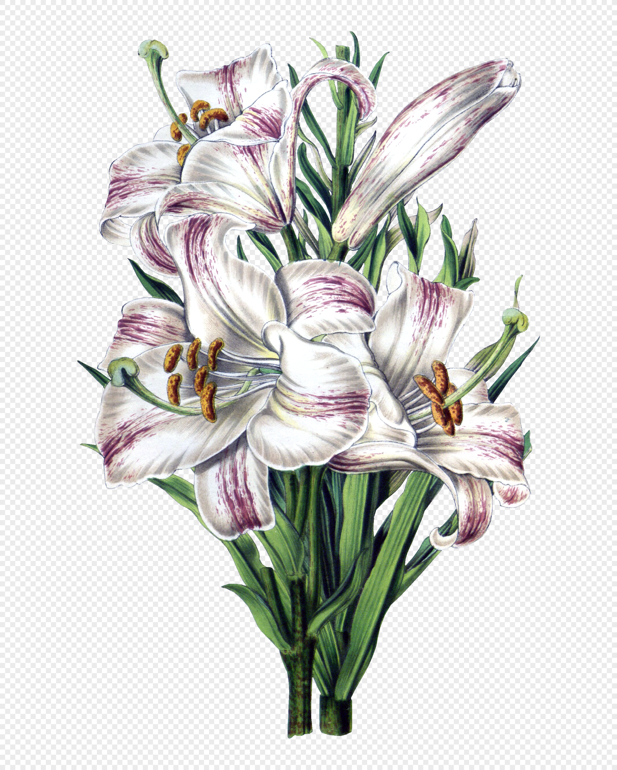 2420x3020 Colorful Vintage Exquisite Flowers Vector Material Png