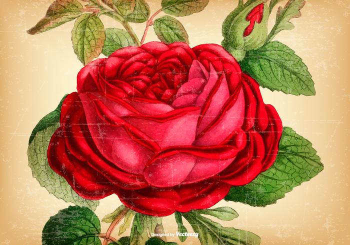 700x490 Vintage Rose Free Vector Art