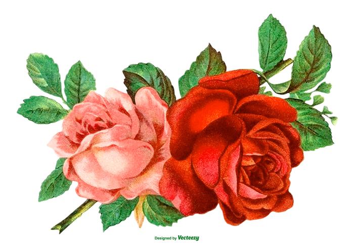 700x490 Beautiful Vintage Rose Illustration