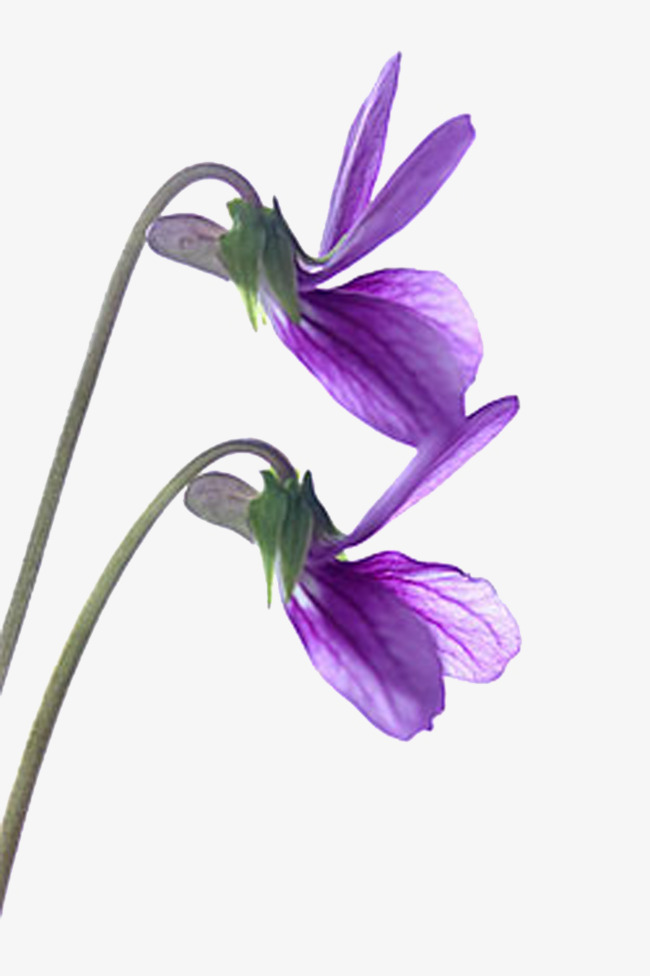 650x976 Violet Flower, Flower Vector, Two Beams, Purple Png And Psd File