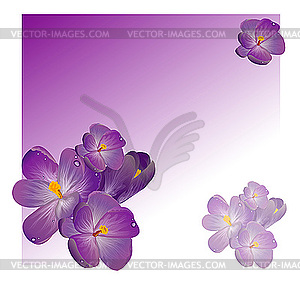 300x288 Violet Flowers
