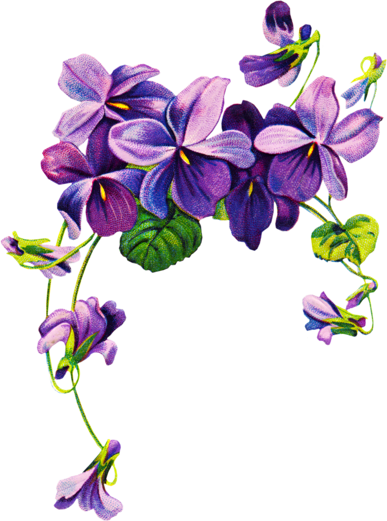 761x1024 African Violets Border Clip Art Free Vintage Violet Graphics