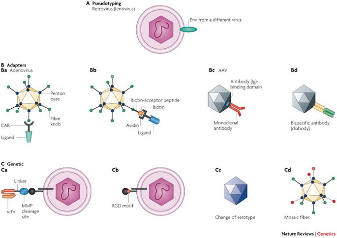 685x484 Engineering Targeted Viral Vectors For Gene Therapy Nature